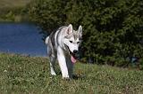 SIBERIAN HUSKY 514